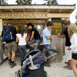 Wagrainis Grafenberg – Sommerurlaub – Wagrain – Kleinarl – Salzburger Land – Ferienwohnungen – Ortnerbauer